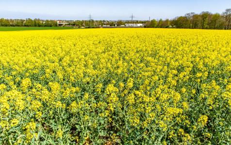 beautiful-bast-field-with-green-wildflowers-blue-sky.jpg