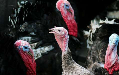 portrait-turkey-domestic-bird-farm.jpg