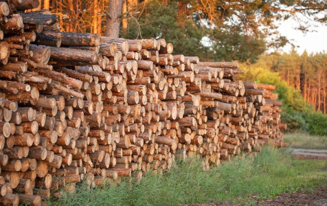 pile-wood-logs-forest.jpg