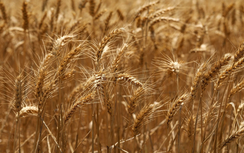 selective-focus-shot-golden-ears-wheat-field.jpg